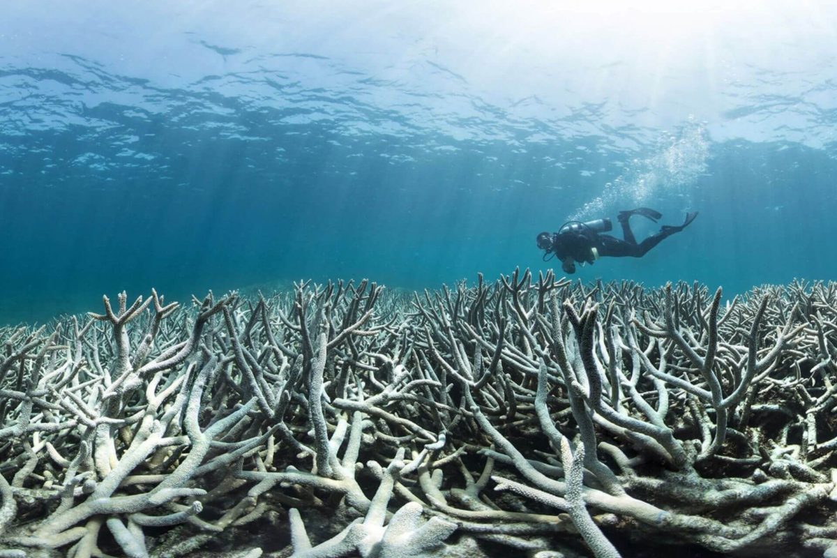 coral bleaching shown with entire coral deteriorated