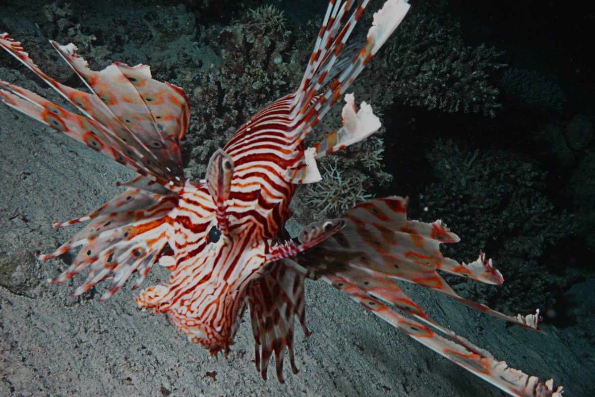 a lionfish is an invasive marine species