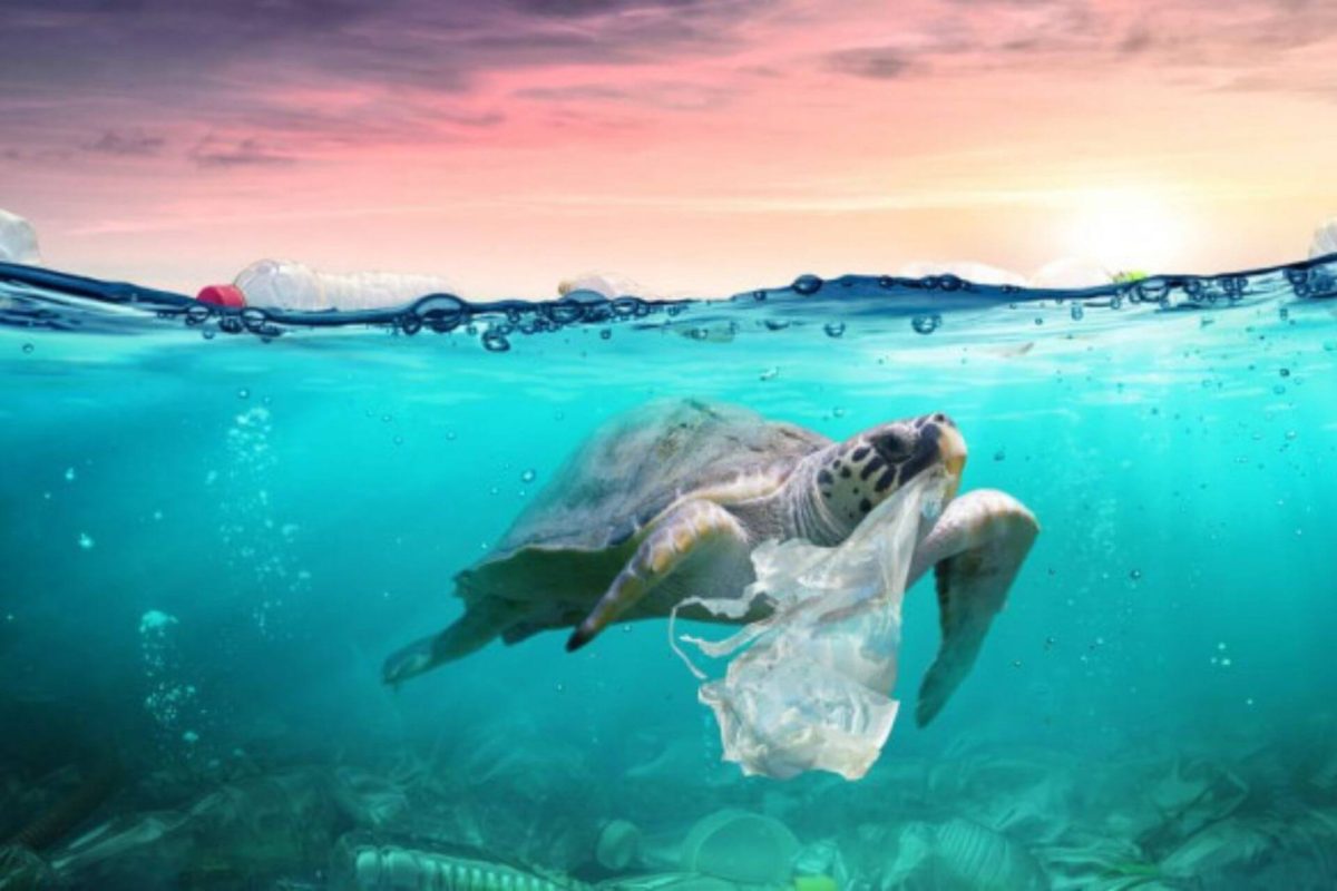 ocean plastics - turtle eating plastic bag confusing it for a jellyfish